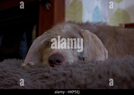 Dog relaxing Stock Photo