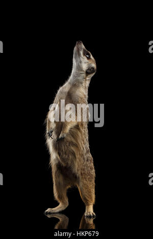 Meerkat isolated on black background Stock Photo