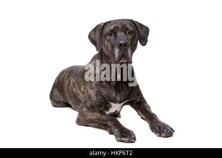 Fila brasileiro dog in front of a white background Stock Photo
