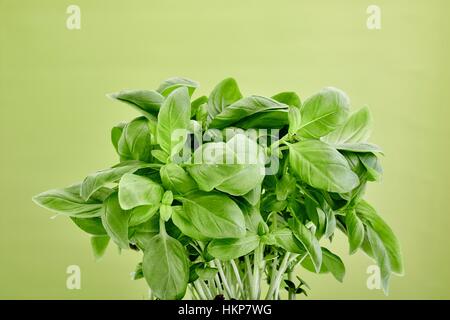 A studio photo of potted basil Stock Photo