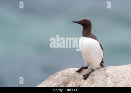 Common Guillemot (Uria aalge) adult, standing on rock, Great Saltee, Saltee Islands, Ireland Stock Photo