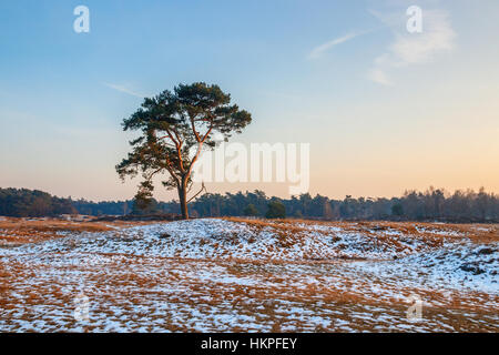 Winter scene of heathland of the Groot Heidestein estate with a lonely tree and the edge of the forest on the horizon during sunset. The Netherlands. Stock Photo