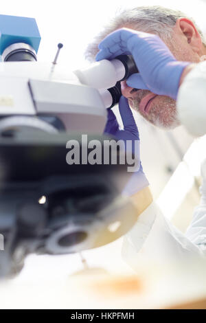 Senior scientist  microscoping in lab. Stock Photo