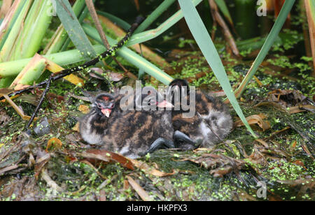 Three Cute Little Grebe (Tachybaptus ruficollis) chicks sitting on the nest waiting for the parents to come back to feed them. Stock Photo