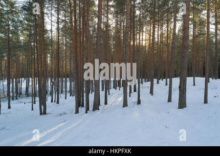 Aerial photo of sunset in winter pine forest Stock Photo