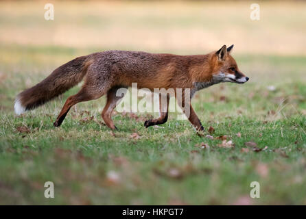 A wild red  fox (Vulpes vulpes) early evening in Warwickshire Stock Photo