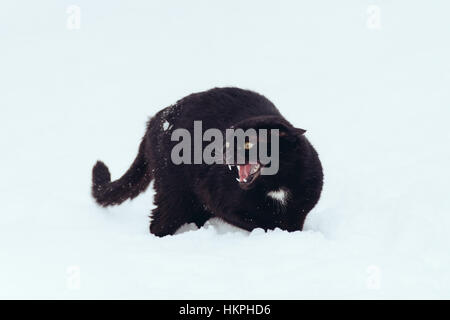 Angry Black cat on a snow Stock Photo