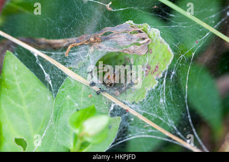 Tunnel Web Spider Stock Photo - Alamy