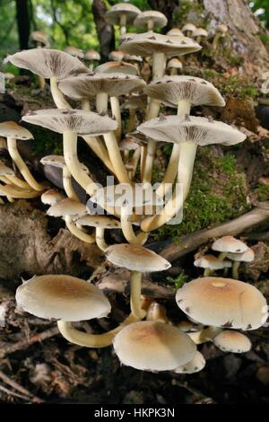 Sulphur Tuft fungi (Hypholoma fasciculare) growing on a rotten mossy log in deciduous woodland, Gloucestershire, UK, September. Stock Photo