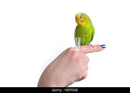 Green and yellow budgerigar parrot (Melopsittacus Undulatus) on woman hand, isolated on white background Stock Photo