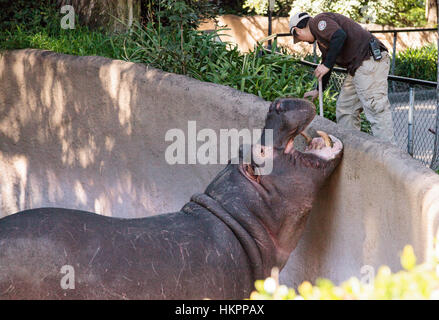 Los Angeles, CA, USA - January 28, 2017: Hippopotamus gets fed by his trainer at the Los Angeles Zoo in Southern California, USA Stock Photo