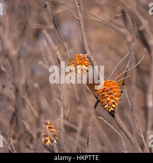 Dry pine cones on a pine tree Stock Photo