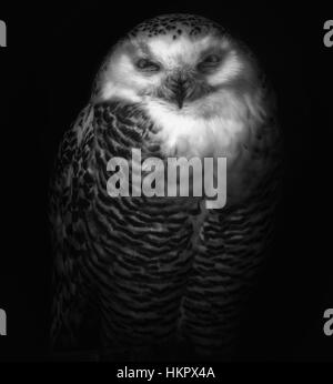 Beautiful owl closeup in black and white Stock Photo