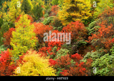 Rainforest in Yunnan in the early autumn Stock Photo