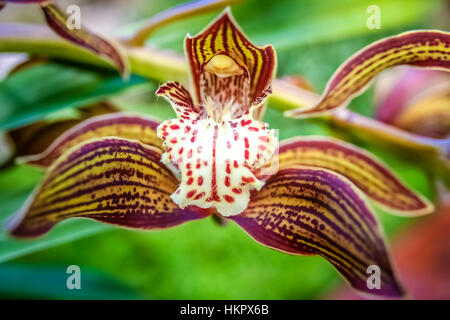 Beautiful brown orchid in botanical garden in Yunnan Stock Photo