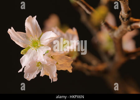 Close up japanese sakura cherry blossom and blue sky Stock Photo - Alamy