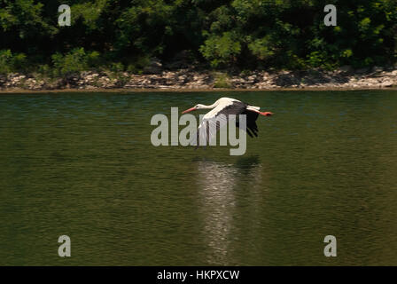 Stork flies over the lake near the shore Stock Photo