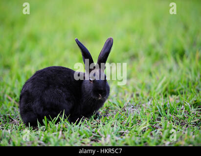 small black rabbit on green lawn grass Stock Photo