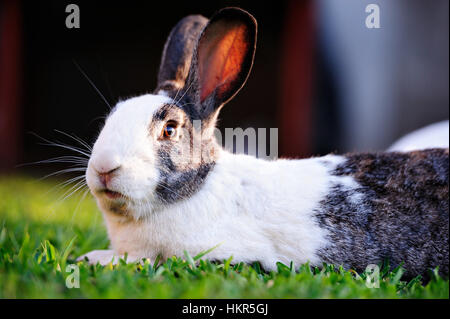 white gray rabbit close up laying on green grass