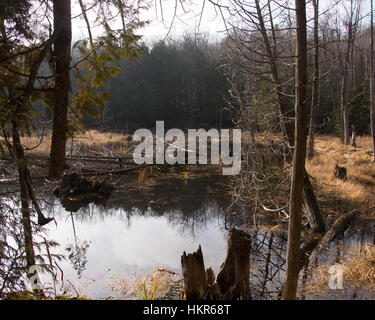 A small pond surrounded by golden grasses and forest, with dead trees and stumps.  The sky is reflected in the calm waters Stock Photo