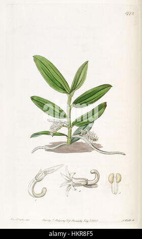 Campylocentrum micranthum (as syn. ''Angraecum micranthum'') - Edwards vol 21 pl 1772 (1836) Stock Photo