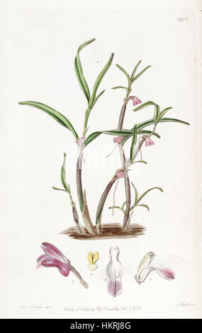 Cladobium graminifolium (as Scaphyglottis violacea) - Edwards vol 22 pl 1901 (1836) Stock Photo