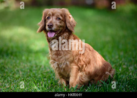 old brown cocker spaniel sit on park green grass Stock Photo