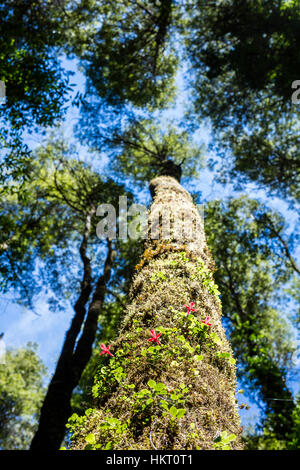 Fitzroya (Fitzroya cupressoides) tree in the temperate Chilean rainforest with wild flowers growing on its trunk Stock Photo