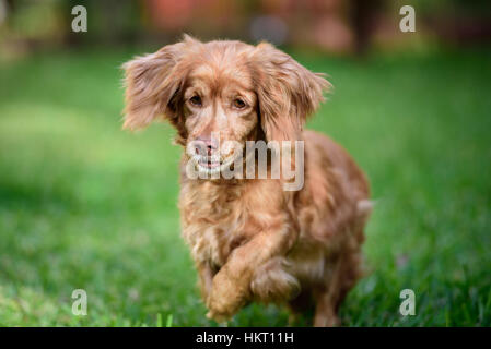 hunting brown cocker spaniel jump in green grass Stock Photo