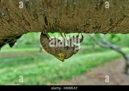 The molted skin of a Cicada insect hanging on  branch in an orchard Stock Photo