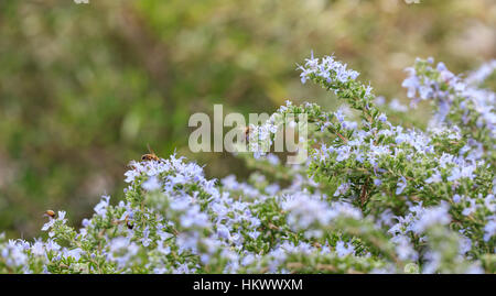 Bees on flowering rosemary Stock Photo