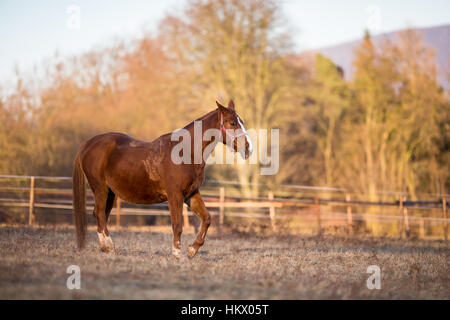 Horse on pasture in warm evening light (color toned image; shallow DOF) Stock Photo