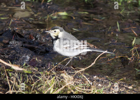 Pied wagtail (Motacilla alba) beside a stream Stock Photo