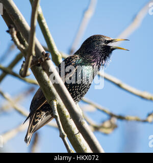 Starling (Sturnus vulgaris) perched in a tree singing Stock Photo