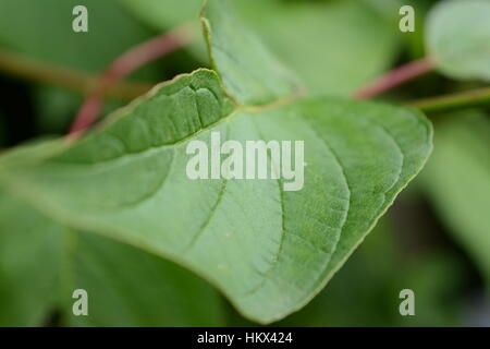 Close up of a leaf, Cornwall, England Stock Photo