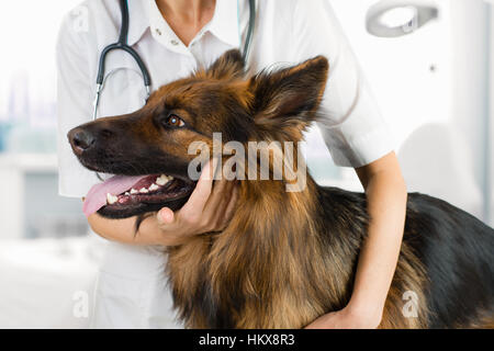 dog examination by veterinary doctor in clinic Stock Photo