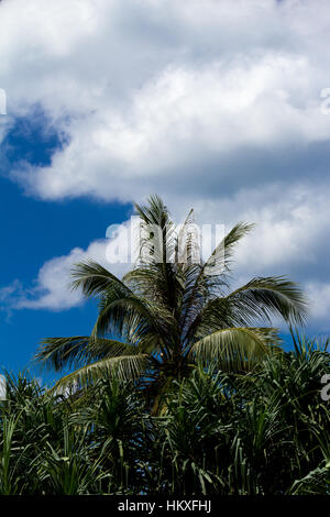 High palm tree against a blue sky with clouds Stock Photo