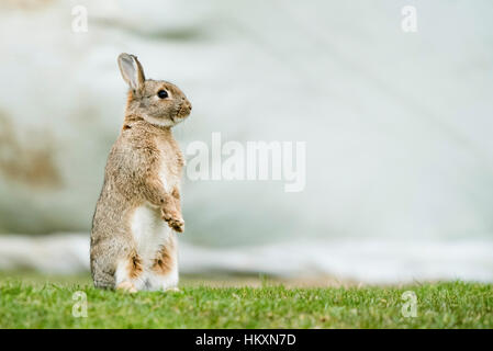 European rabbit (Oryctolagus cuniculus) standing on its hindlegs, Lower Austria, Austria Stock Photo