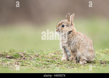 European rabbit (Oryctolagus cuniculus), juvenile, Lower Austria, Austria