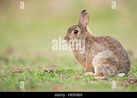 European rabbit (Oryctolagus cuniculus), Lower Austria, Austria Stock Photo
