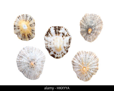 Five seashells set isolated on the white background Stock Photo