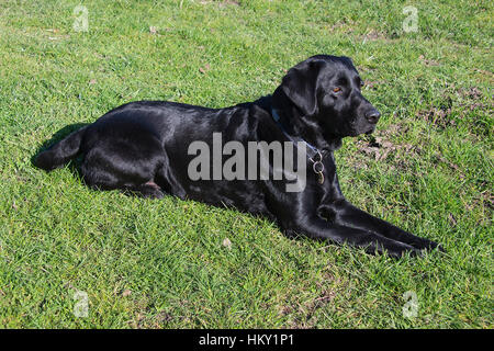 Male Black Labrador Retriever working dog laying down on grass looking to the right Stock Photo