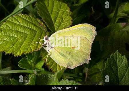 Yellow Brimstone butterfly, Gonepteryx rhamni, sitting on bramble leaf Stock Photo