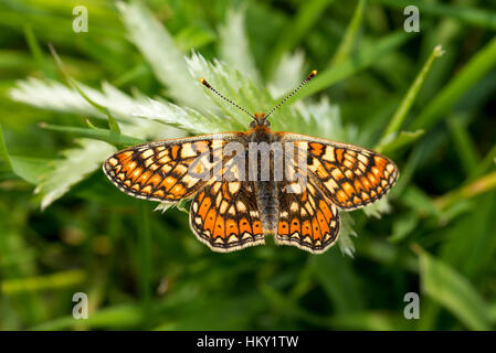 Marsh Fritillary butterfly, Euphydryas aurinia, basking with wings open on a leaf Stock Photo