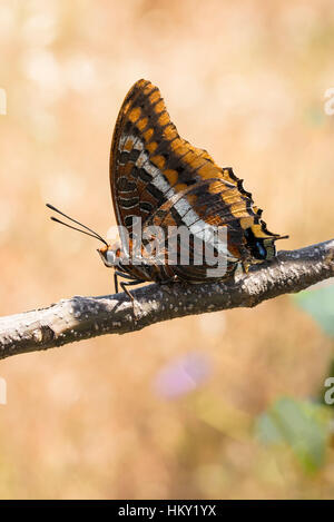 Two-tailed Pasha butterfly, Charaxes jasius, sitting on branch with underwings showing and blurred creamy background Stock Photo