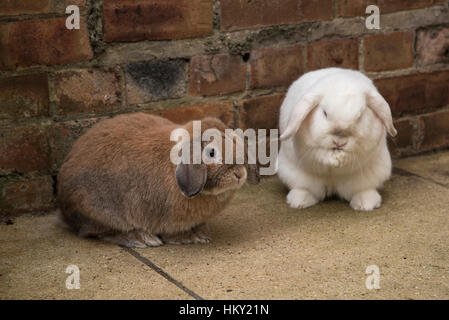 Brown male and white female mini lop eared rabbits Stock Photo