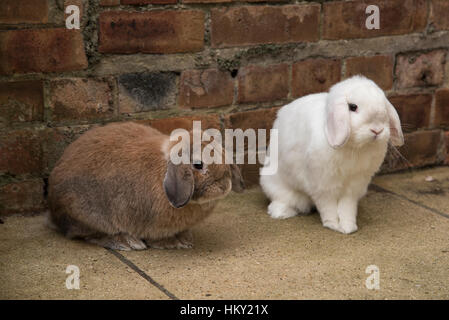 Brown male and white female mini lop eared rabbits Stock Photo