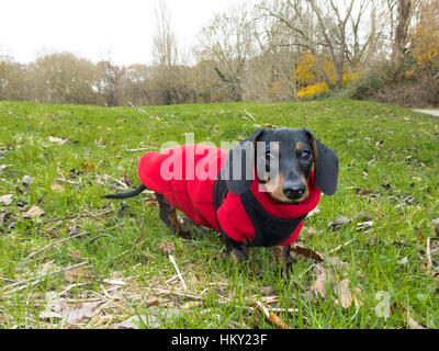 Black and tan miniature smooth-haired dachshund in red fleece coat and harness on grass Stock Photo