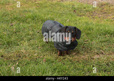 Young black and tan miniature dachshund in blue and green waxed coat standing on grass facing camera Stock Photo