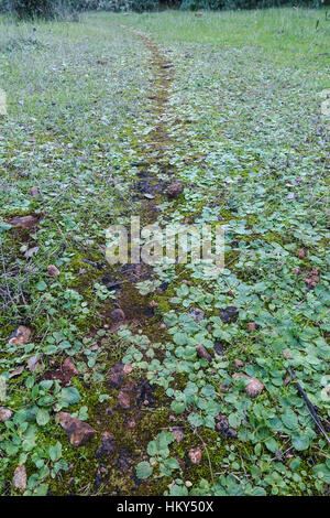 Walking path, worn footpath, through field with ground covering vegetation. Spain. Stock Photo